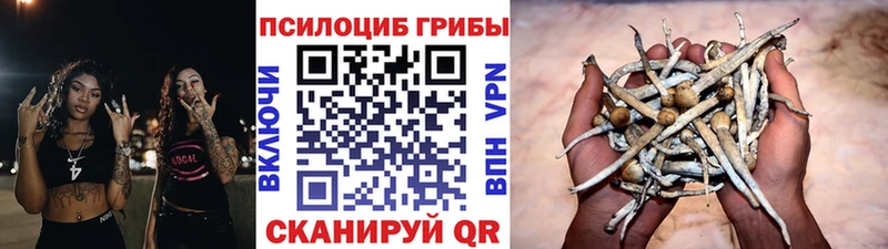 закладка  Лакинск  Псилоцибиновые грибы Magic Shrooms 